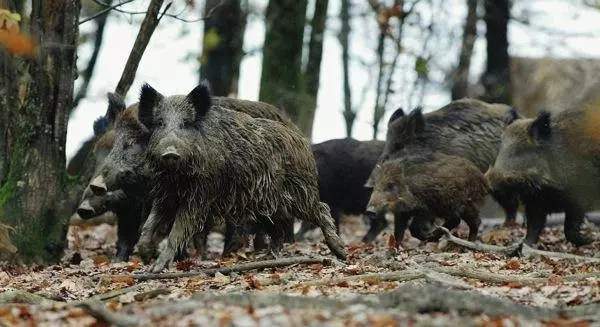 Sangliers en famille